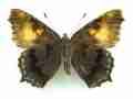Aglais urticae dannenbergi (small tortoiseshell, aberration, verso) (Internet Image property of respective owner, non-commercial use only)